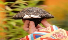 下关世代茶缘 世代承茶缘，六山蕴风华，溯源古六大茶山